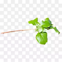 叶菜园植物茎叶