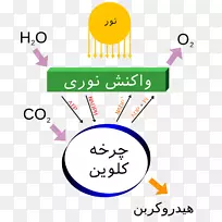 光合作用、光依赖反应、二氧化碳能量.光