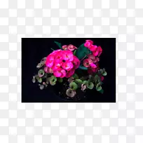 花设计粉红m花植物rtv粉红色设计