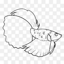暹罗斗鱼画喙艺术-鱼