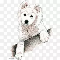 萨摩犬繁育巴森吉非运动团体-萨摩犬