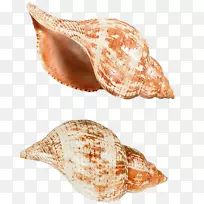 海蜗牛海螺学.海螺