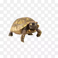 箱形龟爬行动物宠物-乌龟