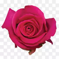 花园玫瑰，卷心菜，玫瑰花，玫瑰水，粉红色