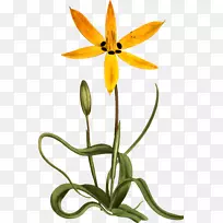 花瓣植物学插图柯蒂斯的植物学杂志-植物