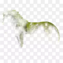 犬种鼻尾犬