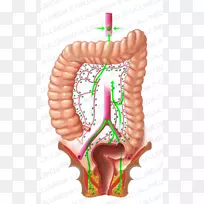 结直肠癌淋巴结直肠消化系统