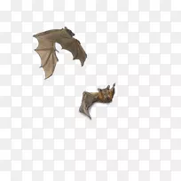 蝙蝠-m野生动物-彼得斯的带肩章的果蝙蝠