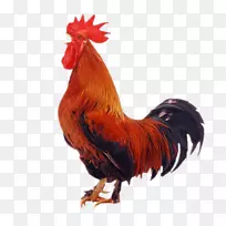 罗德岛红美国公鸡科钦鸡夹艺术-coq