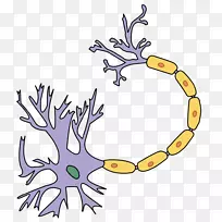 轴突终末神经元树突神经系统-脑