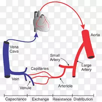 血管毛细血管系统循环系统心