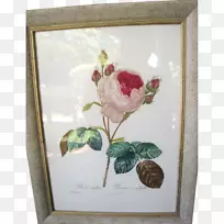 花卉设计玫瑰静物摄影玫瑰家族-玫瑰