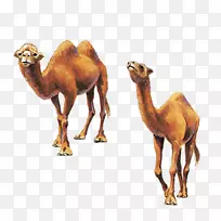 骆驼奶保健食品-骆驼