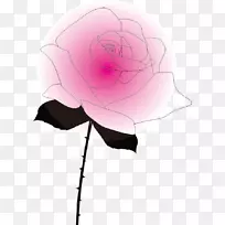 花园玫瑰粉红色m-玫瑰