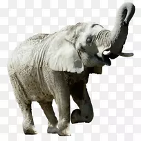 印度象非洲象牙野生动物大象科-印度