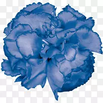 蓝玫瑰花园玫瑰卷心菜康乃馨切花康乃馨
