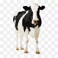 荷斯坦弗里西亚牛站纸板海报奶牛场