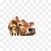 奶牛小牛鼻子-放牧牛