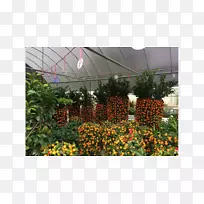 温室植物园植物花卉