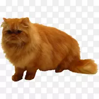 波斯猫拿破仑猫英国半长毛胡须