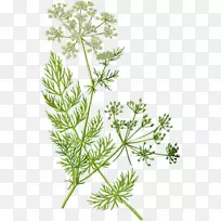 香菜孜然茴香迷迭香植物