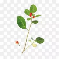 药用植物喜马拉雅│a-lek D.O.树叶有机认证-灰瓦干达
