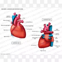 Braunwald心脏病：回顾和评估心脏病：心血管医学、解剖学、心脏病学教科书
