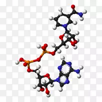烟酰胺腺嘌呤二核苷酸磷酸腺苷三磷酸分子Flavin腺嘌呤二核苷酸