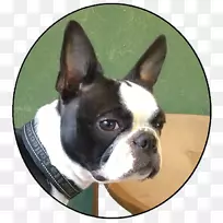 波士顿猎犬玩具斗牛犬繁殖鼻子-兽医