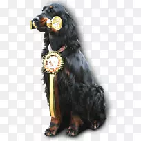 博伊金猎犬场猎犬戈登塞特犬繁殖同伴狗