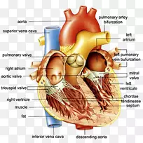 人体心脏图的解剖