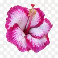 夏威夷木槿粉红色花普通木槿