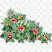 花卉设计花2403(عدد)2404(عدد)-花