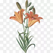 切花植物茎花盆-百合橙