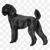 野地猎犬博伊金猎犬扁毛猎犬葡萄牙水狗品种-玩具贵宾犬
