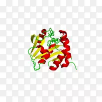 芳烷基胺N-乙酰基转移酶胆碱乙酰转移酶5-羟色胺