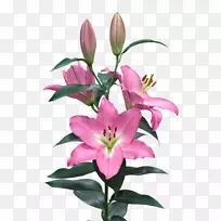 Lilium‘Casa Blanca’Thessaloniki-Royal van Zanten