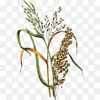 植物插图米画谷子米
