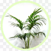 槟榔科室内植物花盆绿色壁上空气植物