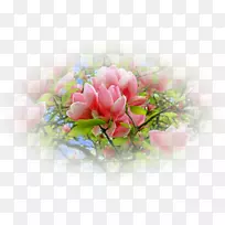 牡丹花设计桌面壁纸-牡丹