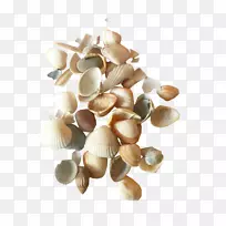 海贝壳夹艺术-贝壳
