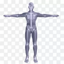 髋部人体模型手臂肩部骨骼臂