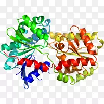 辣椒色氨酸合酶结构生物学结构