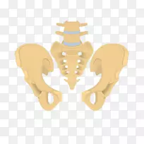 髋骨尾骨骶骨骨盆-骶骨