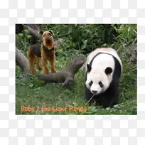 大熊猫小熊成都大熊猫繁育研究基地-熊