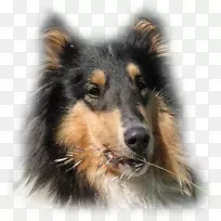 英国牧羊犬设得兰牧羊犬Tervuren苏格兰牧羊犬