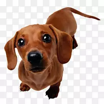 达克斯犬，比格犬，约克郡猎犬，猎犬-小狗
