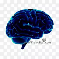 人脑神经科学认知科学-脑