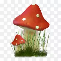 食用菌草本植物剪贴画-蘑菇