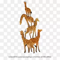 长颈鹿颈陆生动物野生动物长颈鹿